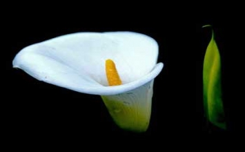 Không ai thương mình bằng chính mình